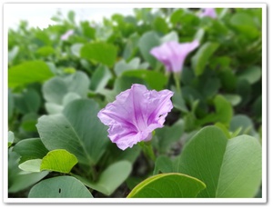 沖縄の自然 海辺に咲く可憐な花達