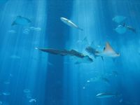 美ら海水族館　photo