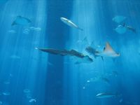 美ら海水族館　photo