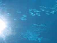 美ら海水族館　photo