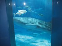 美ら海水族館　photo