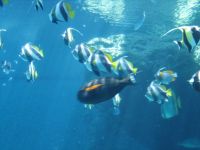 美ら海水族館　photo