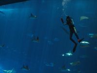 美ら海水族館　photo