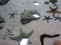 タッチプール（イノーの生き物たち）