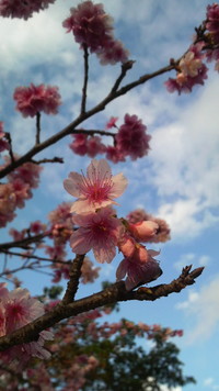 桜咲く季節…