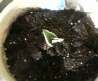 ★芽だしチューリップ・その後１