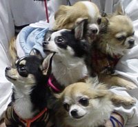 チワワ