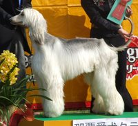 アフガン・ハウンド