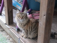 ふわふわです＝＾・・＾＝ 2005/12/09 23:55:38