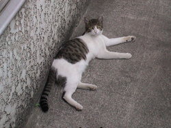 いとこ