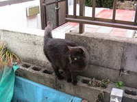 おひさのくろちゃん 2006/01/11 14:57:59