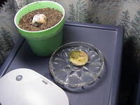 ダイコンの水栽培？ 2006/01/14 16:44:21
