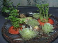 水菜さんいらっしゃい 2006/02/23 23:14:20