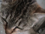 ふさふさ