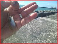タイホ 2010/07/17 21:00:36
