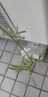 室内空気清浄化