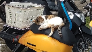仕舞わなくちゃ