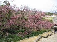 2015年1月29日の桜の開花は8分咲き