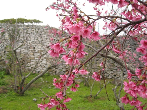 大隅郭の桜