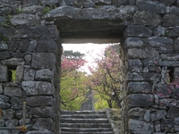 桜は咲き終わりですが まだ見られます