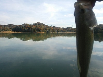 野池でバス釣り