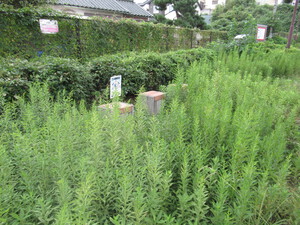 除草作業がたいへんだ