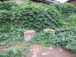 除草作業がたいへんだ