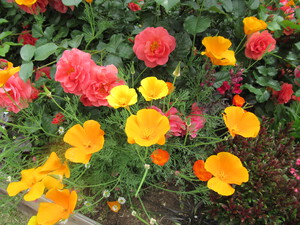蓮の花　みっけ