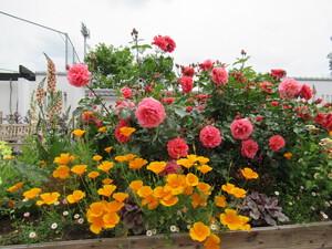 蓮の花　みっけ