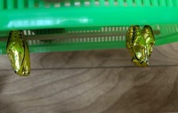 オオゴマダラの金色の蛹