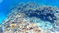 2015沖縄旅行2日目 2015/07/11 13:41:19