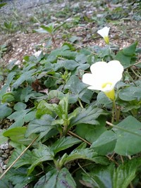 オキザリスの開花