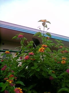 屋我地島 花の写真