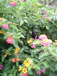 屋我地島 花の写真