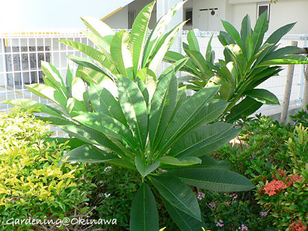 地植えのプルメリア ガーデニング おきなわ