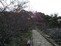 2010年1月24日今帰仁城、桜の開花情報