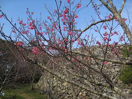 2010年1月24日今帰仁城、桜の開花情報