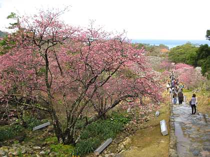 今帰仁城の桜は満開に