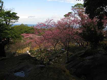 今帰仁城の桜は満開に