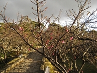 桜まつりも近い今帰仁城跡の桜