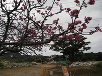 今帰仁城の桜は順調