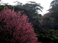 桜まつりのにぎわいも終わって、満開の桜