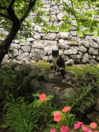 今帰仁城の猫ふたたび