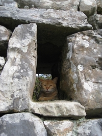 猫が見張り番