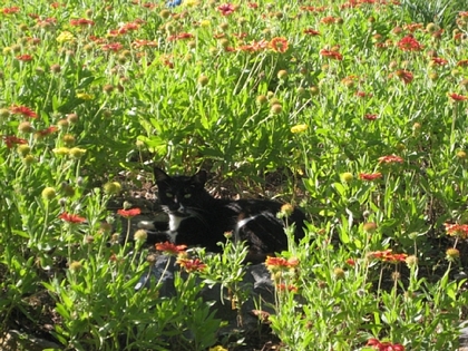 今帰仁城の猫、7月