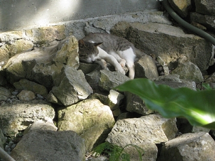 今帰仁城の猫、7月