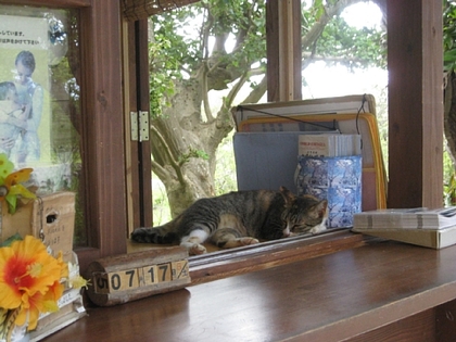 今帰仁城の猫、7月