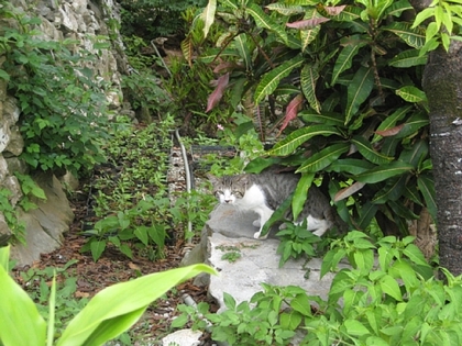 今帰仁城の猫、7月