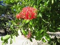 あざやか！風鈴仏桑華
