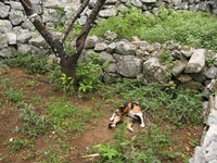 今帰仁城のねこ　最近のすがた
